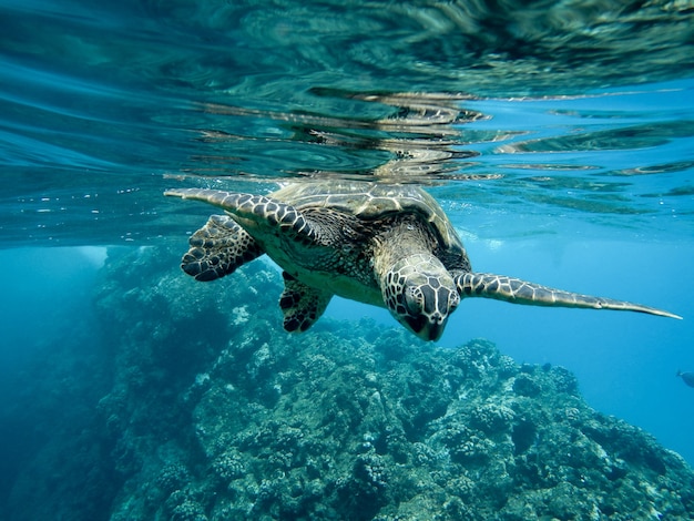 “Vamos salvar os oceanos para nos salvarmos”. Entrevista com Jeffrey Sachs