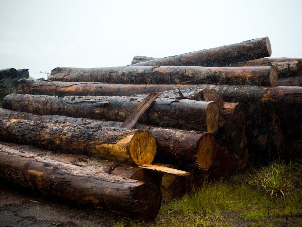 Bolsonaro libera exploração de madeira em terras indígenas, mas decisão fere Constituição