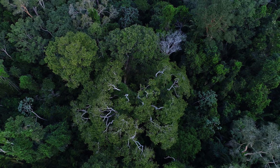 Bolívia e Brasil lideram o ranking de perda florestal da Amazônia