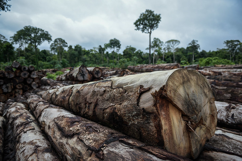 Fevereiro registra recorde de alertas de desmatamento na Amazônia antes do fim do mês