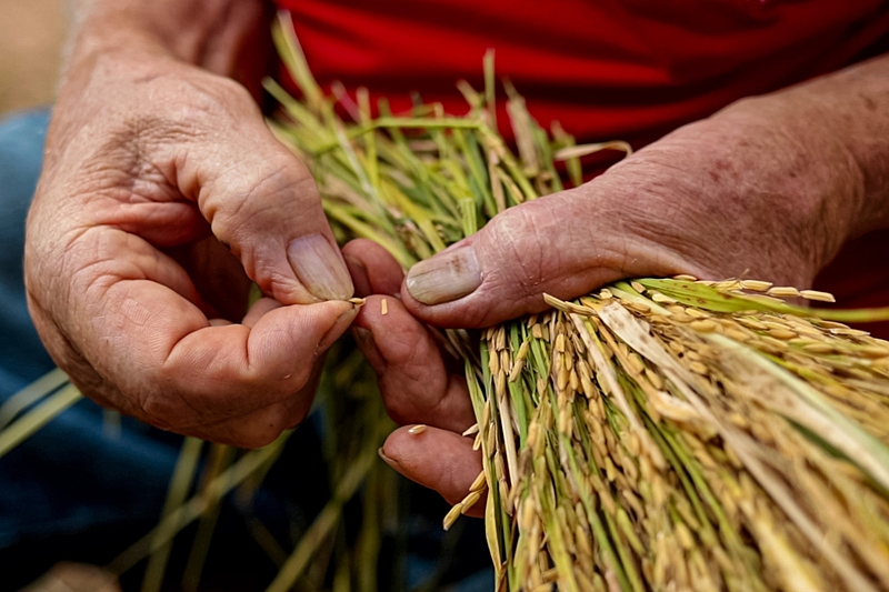 Arroz orgânico do MST: agroecologia pode produzir em larga escala e contrapor agronegócio