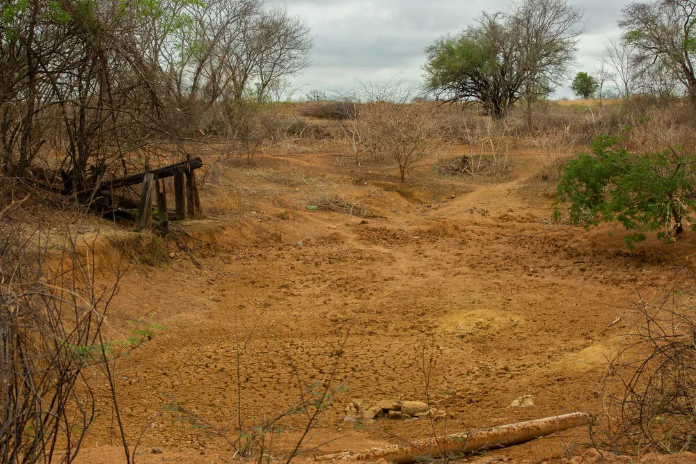 ‘Fácil’ e ‘legal’, desmatamento no Cerrado bate recorde e avança sem resistência