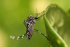 RS contabiliza 43 mortes por dengue este ano