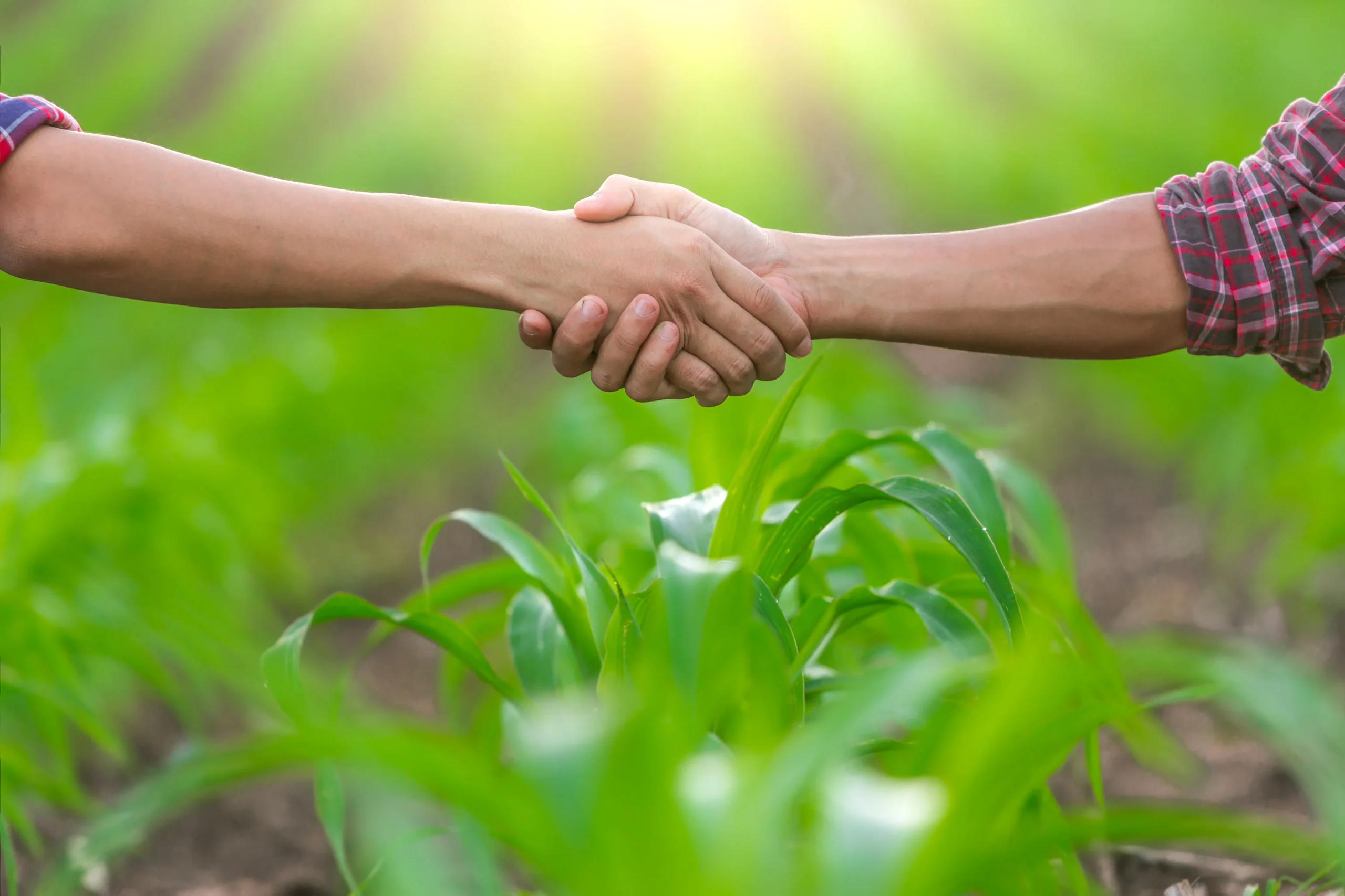 O cooperativismo agroindustrial e a economia gaúcha