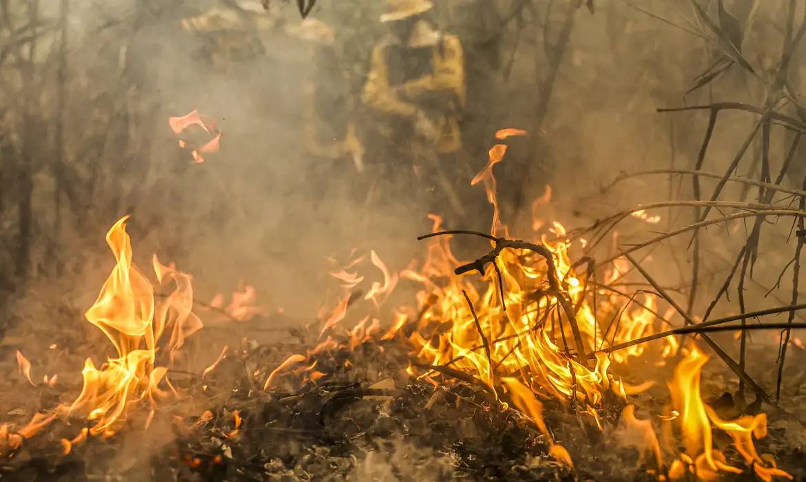 Especialistas alertam que incêndios em vegetação são, em geral, intencionais.