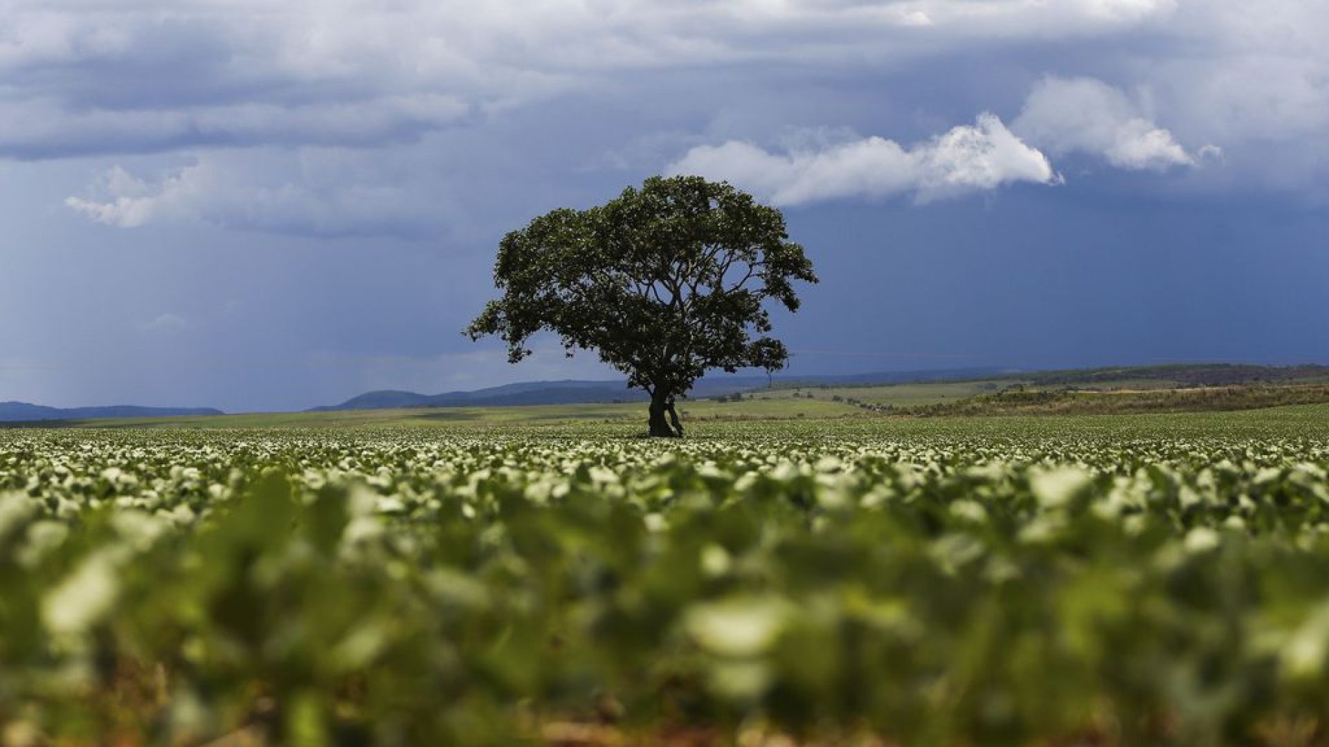 Alto Paraíso (GO) - Plantação de soja em área do  município de Alto Paraíso (Marcelo Camargo/Agência Brasil)