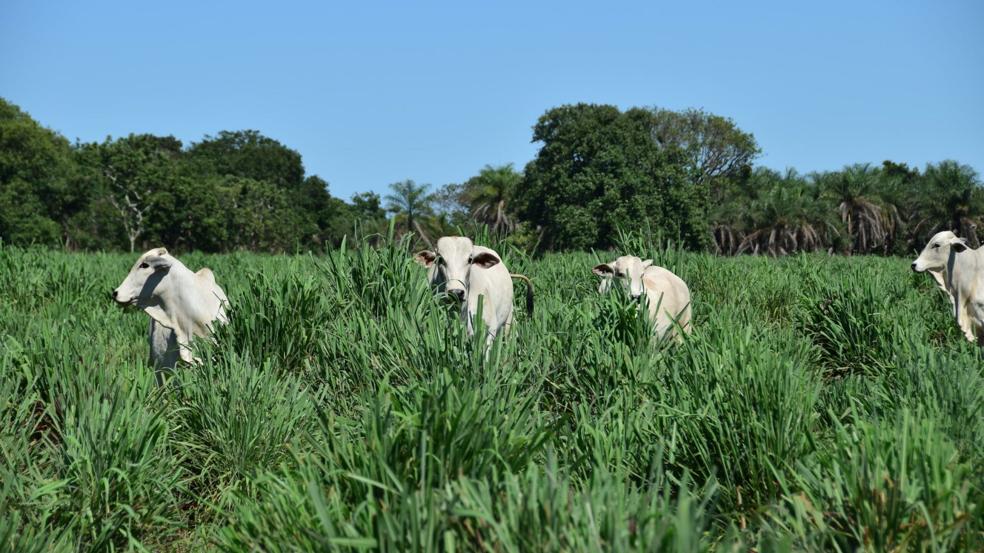 vacas, agropecuária Allan Kardec Braga Ramos/Embrapa