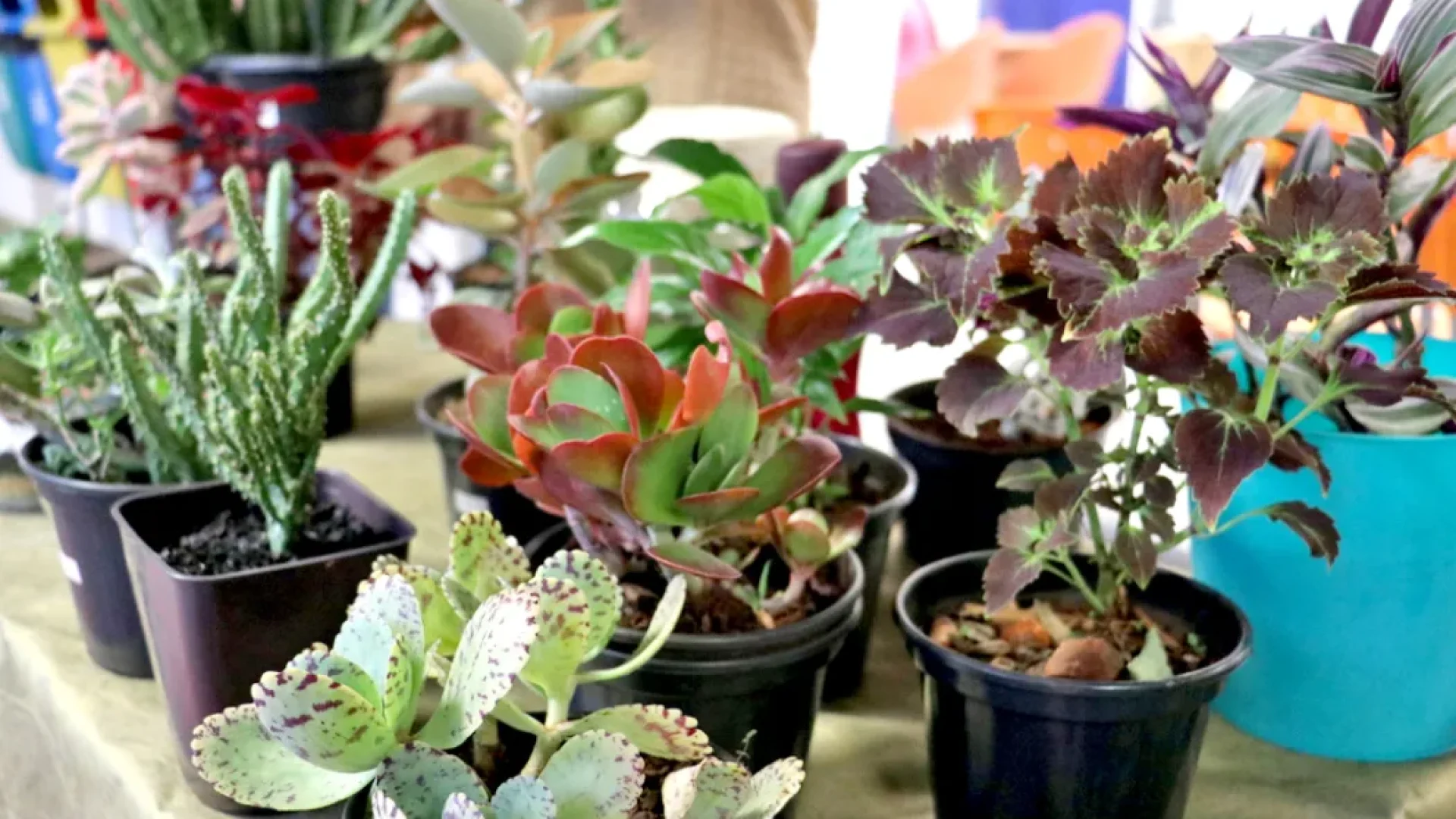 Feira-plantas-e-flores-neutra-Emerson-Dias