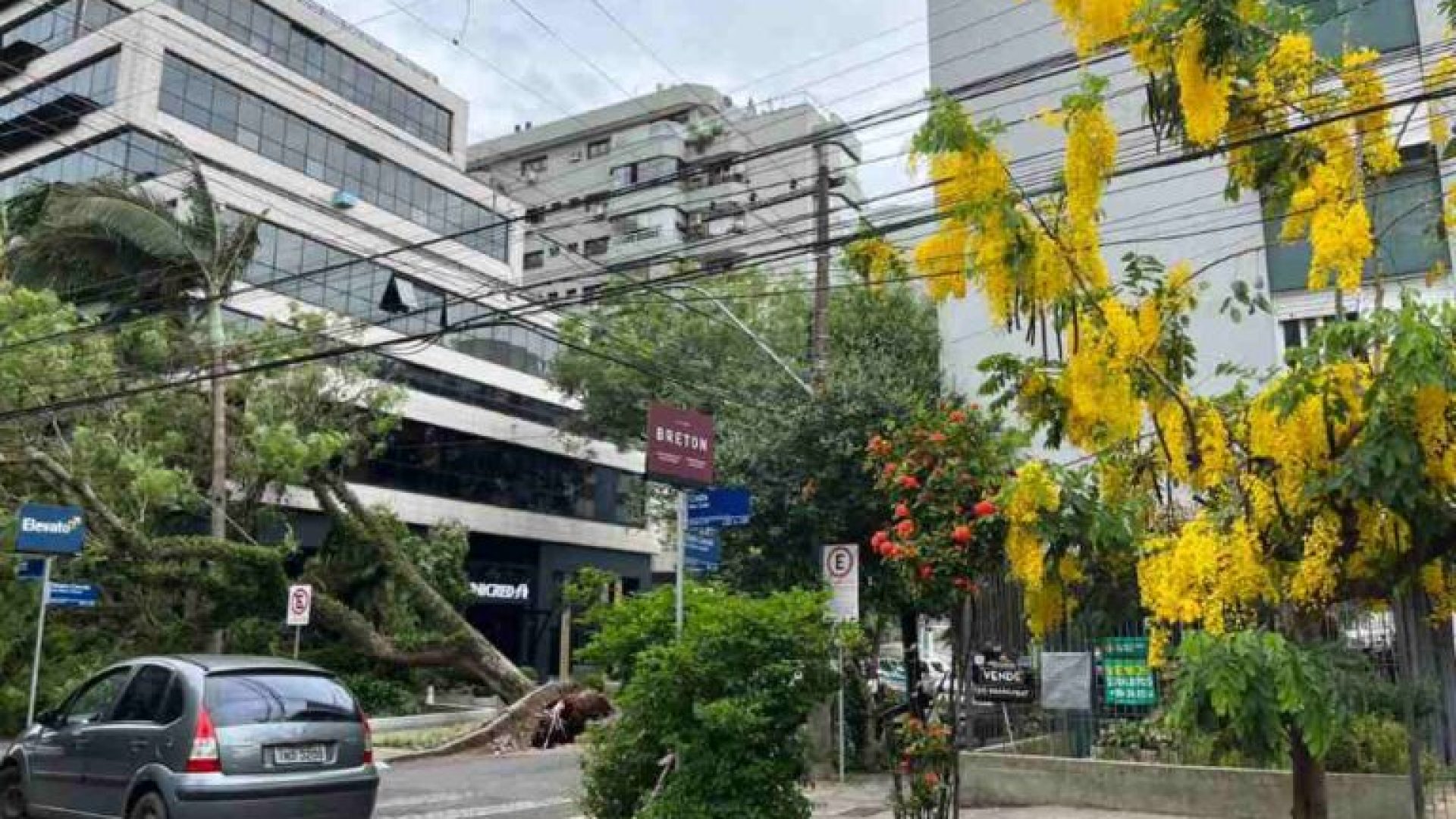 Foto de jacarandá tombado derrubado pelo vento -  acervo da autora Silvia Marcuzzo.