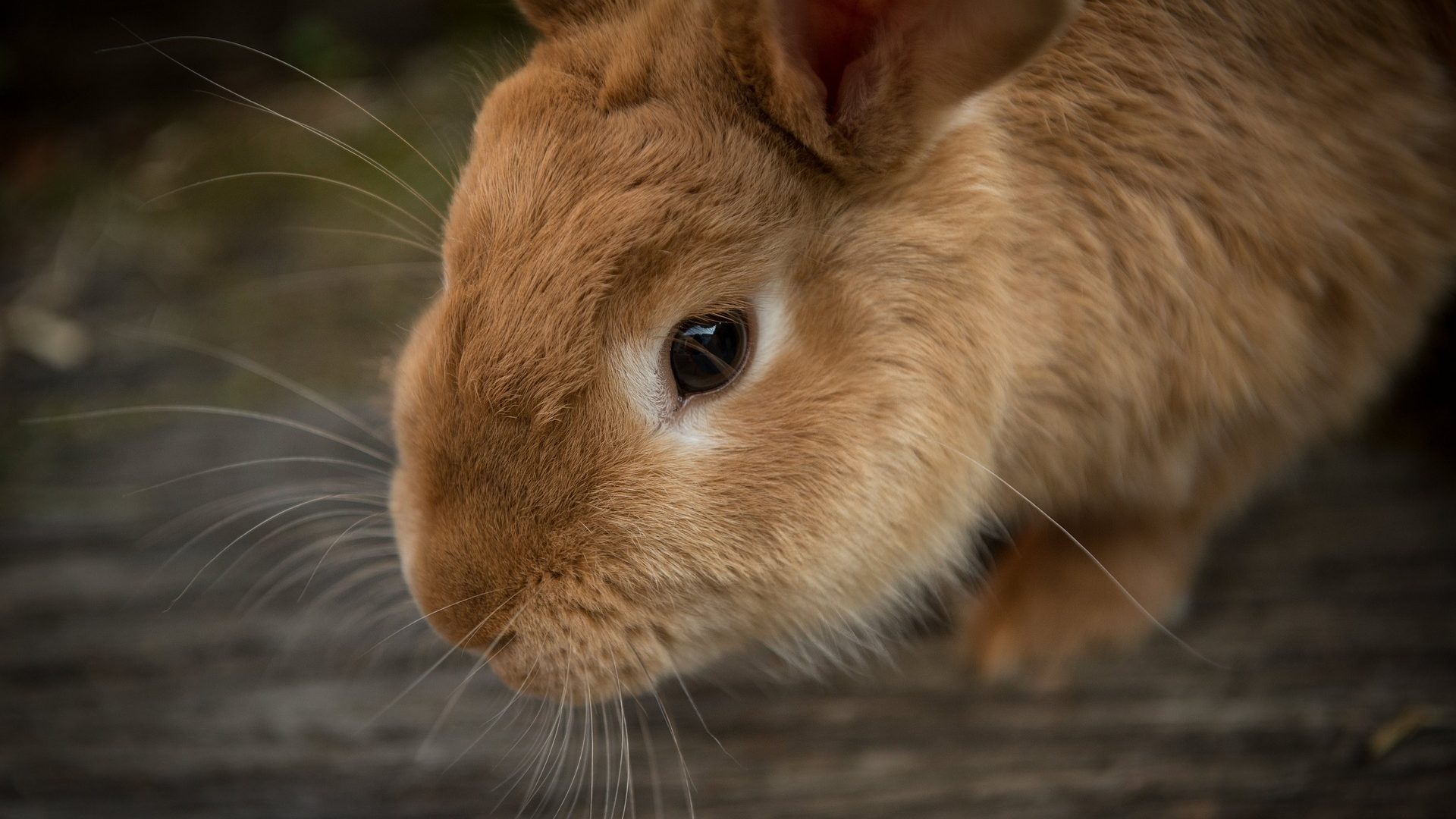 animal-1846462_1920