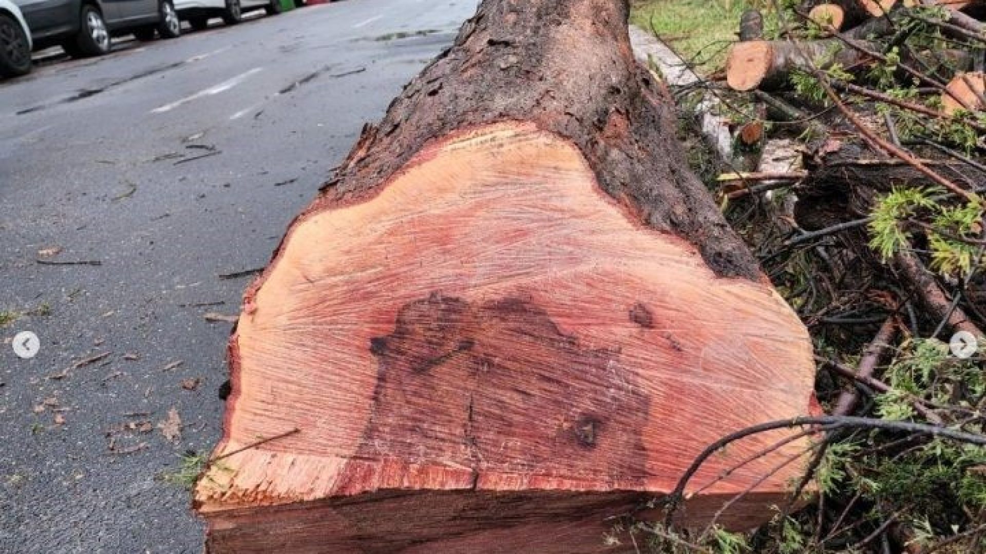 Imagem de Árvore sadia derrubada em rua de Porto Alegre. Foto: AGAPAN