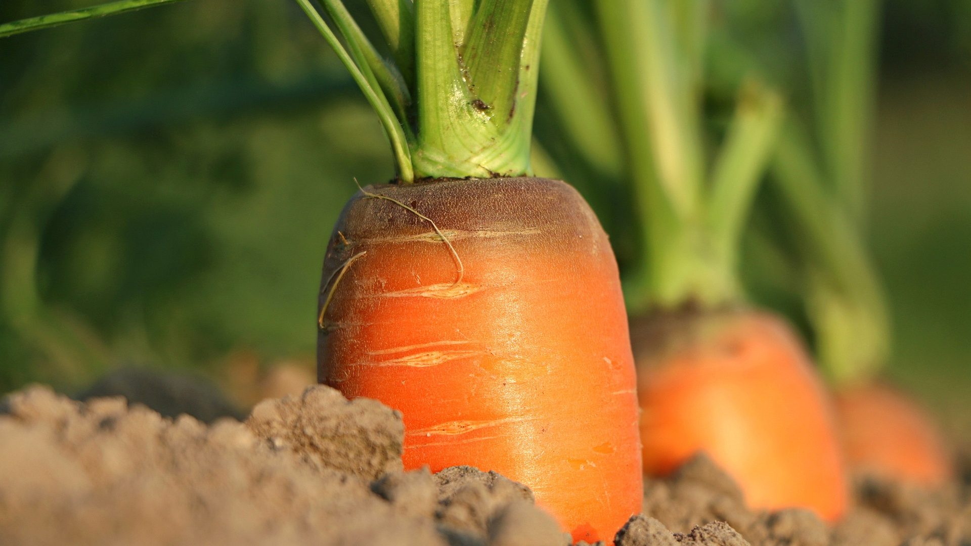 carrot-1565597_1920