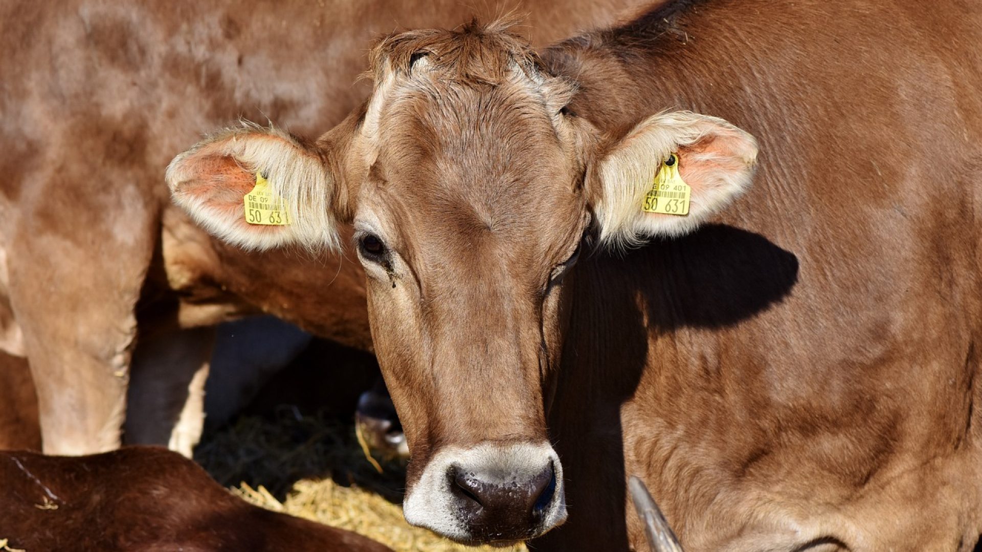 cow-3359560_1280
