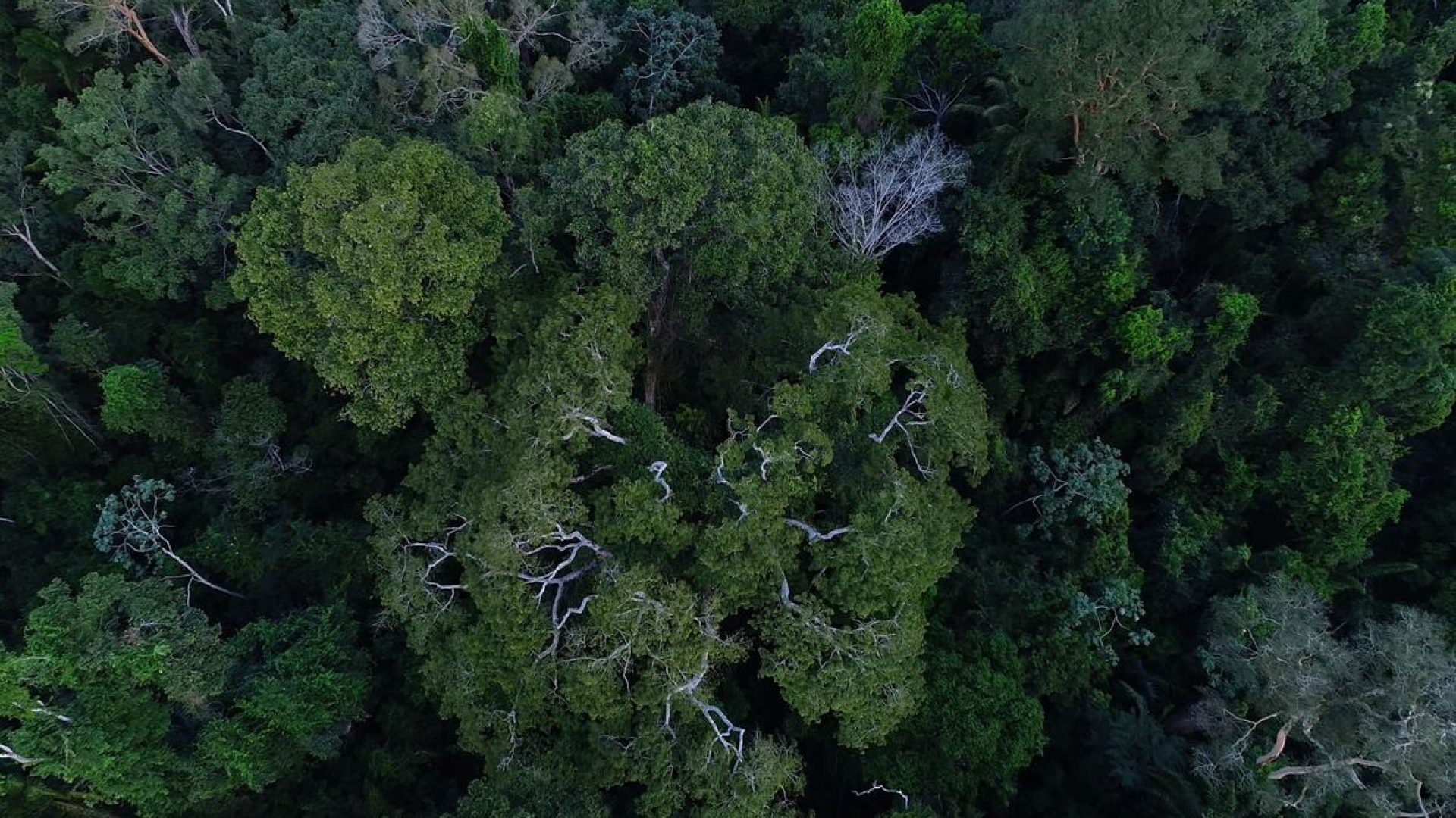 floresta_amazonica_vista_de_cima