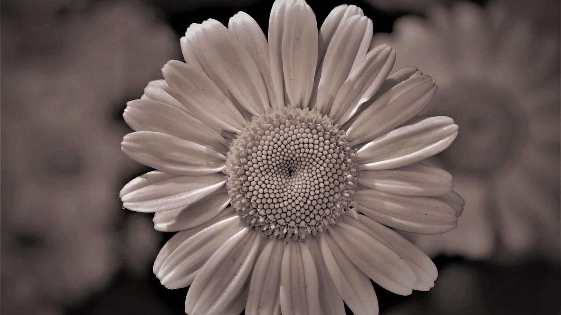 Pixabay
