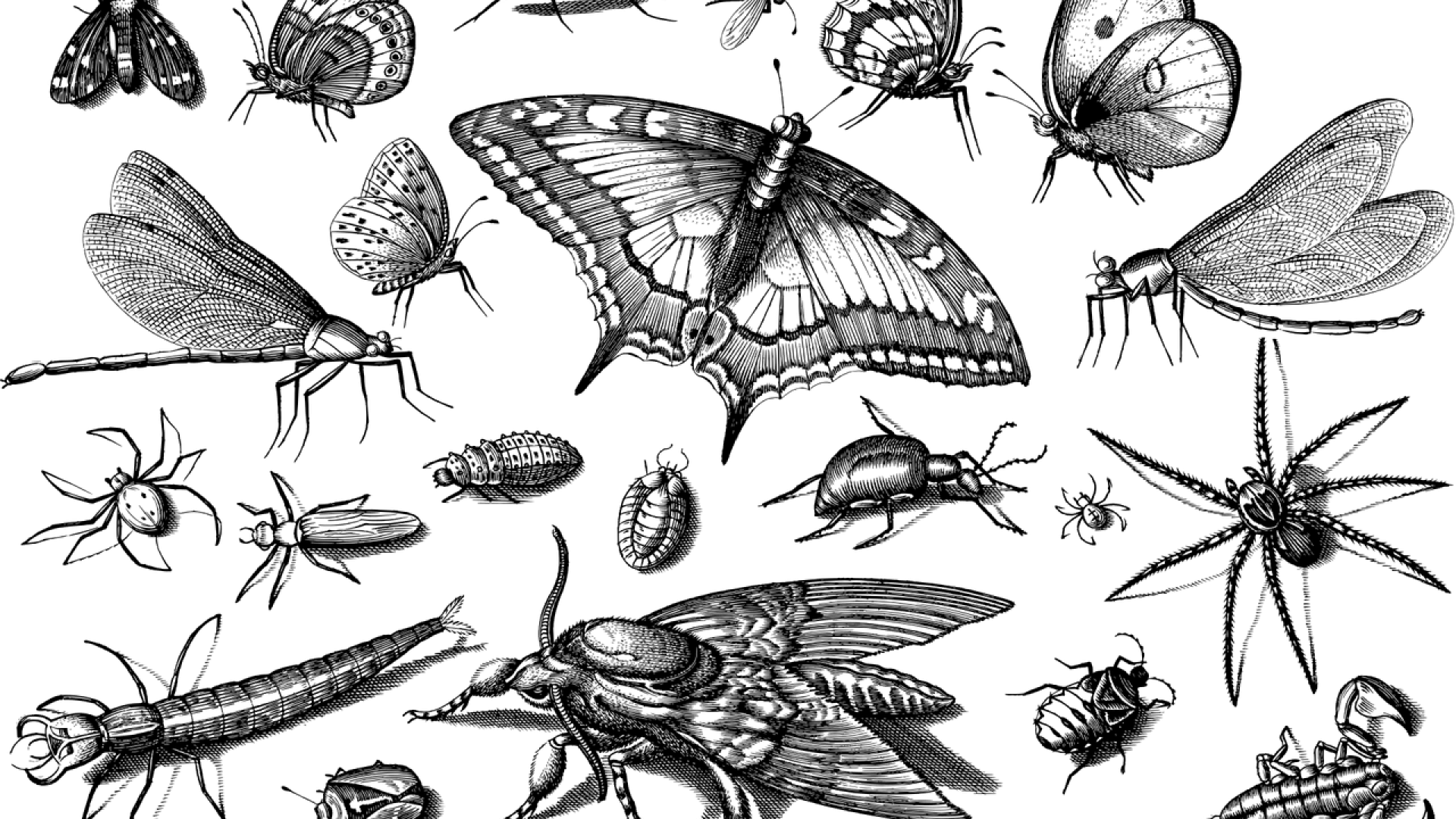 insects-4798278_1280