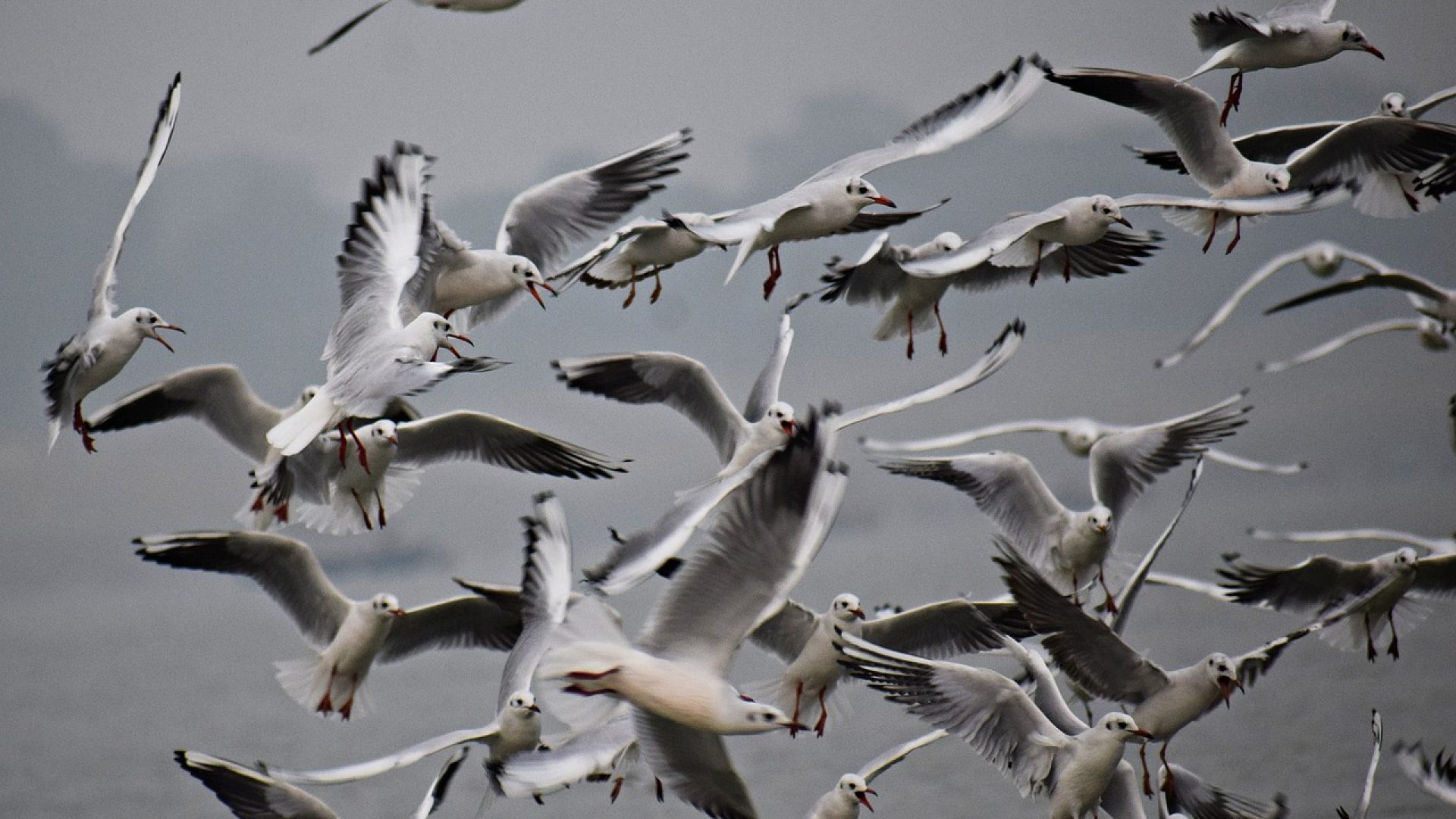 migratory-birds-g6ce298ee3_1280