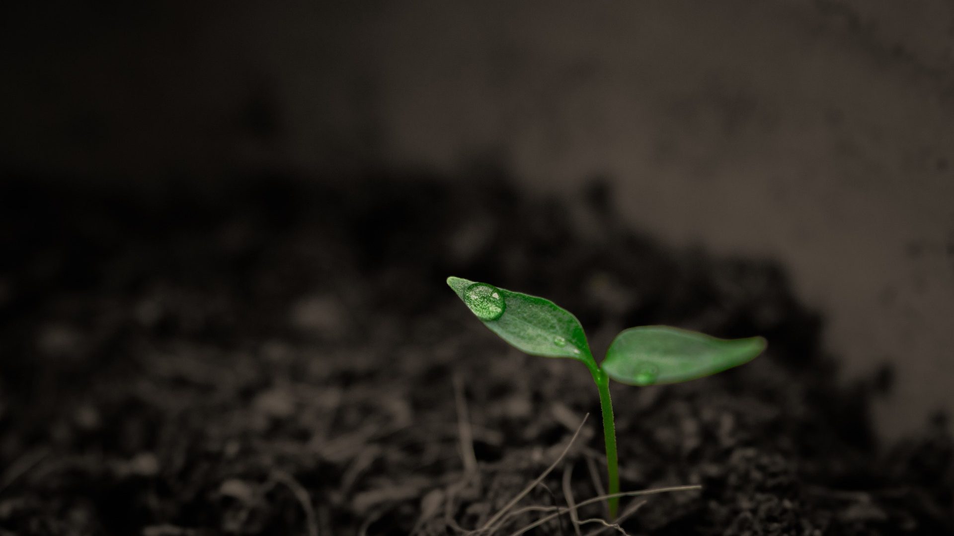 plant-2551467_1920