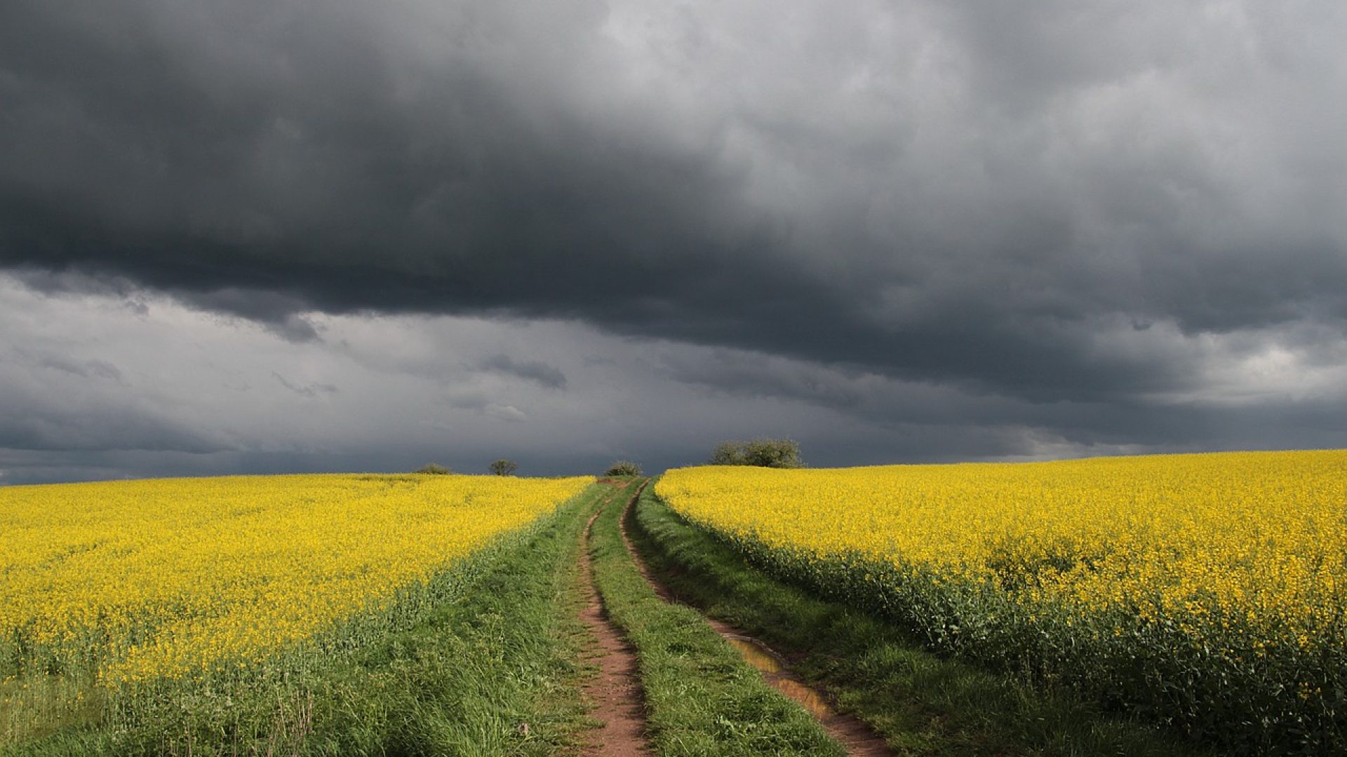 rapeseeds-4503686_1280