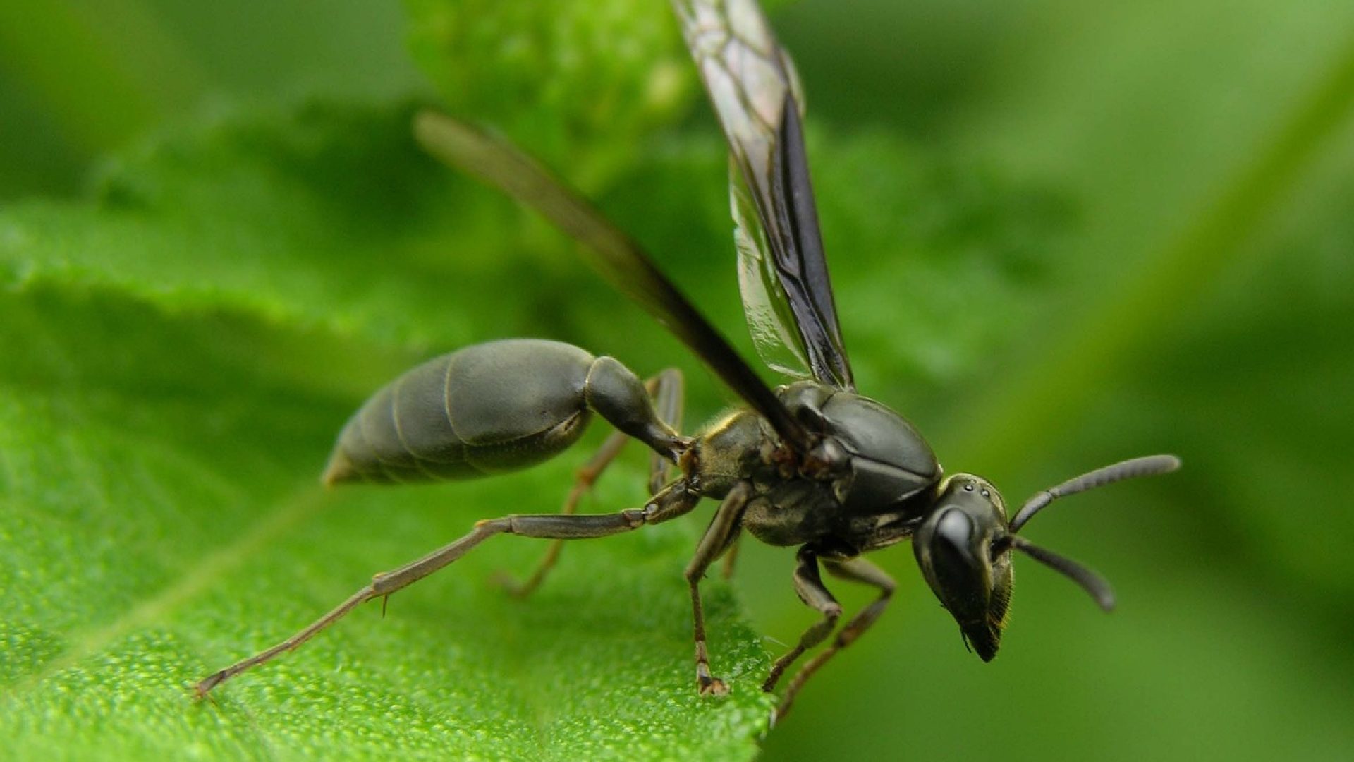wasp-1681008_1280